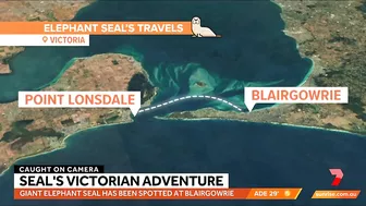 Elephant seal's epic adventure from Antarctica to Australian beach | Sunrise