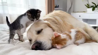 Golden Retriever Attacked by Funny Tiny Kittens