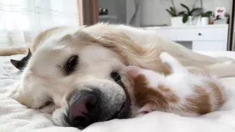 Golden Retriever Attacked by Funny Tiny Kittens