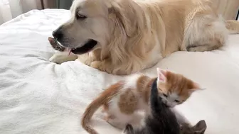 Golden Retriever Attacked by Funny Tiny Kittens