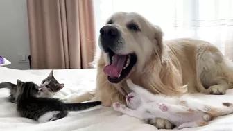 Golden Retriever Attacked by Funny Tiny Kittens