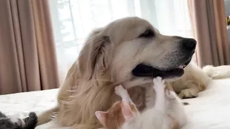 Golden Retriever Attacked by Funny Tiny Kittens