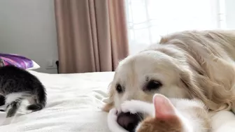 Golden Retriever Attacked by Funny Tiny Kittens