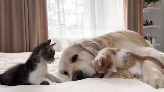 Golden Retriever Attacked by Funny Tiny Kittens