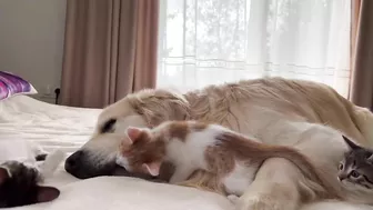 Golden Retriever Attacked by Funny Tiny Kittens