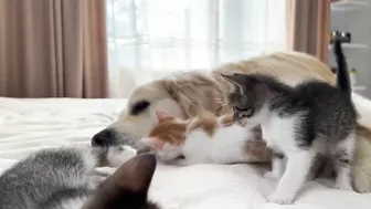 Golden Retriever Attacked by Funny Tiny Kittens