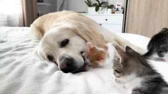 Golden Retriever Attacked by Funny Tiny Kittens