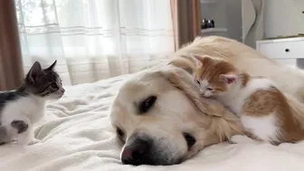 Golden Retriever Attacked by Funny Tiny Kittens