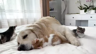 Golden Retriever Attacked by Funny Tiny Kittens