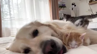 Golden Retriever Attacked by Funny Tiny Kittens