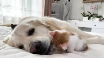 Golden Retriever Attacked by Funny Tiny Kittens