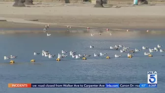 Massive raw sewage spill shuts down some Los Angeles County beaches