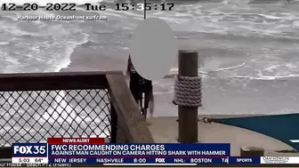 Man could face charges after beating shark with hammer on Florida beach