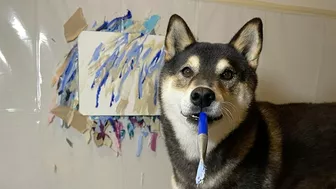 Artist Dog Paints His Favourite Beach