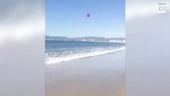 Artist Dog Paints His Favourite Beach