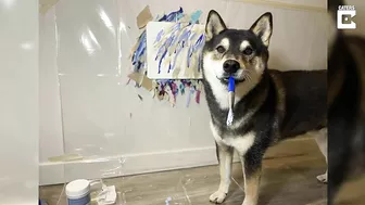 Artist Dog Paints His Favourite Beach