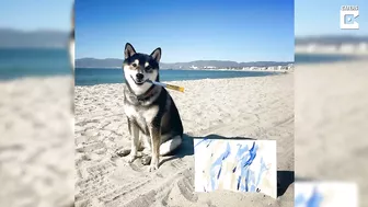 Artist Dog Paints His Favourite Beach