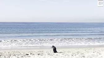 Artist Dog Paints His Favourite Beach