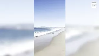 Artist Dog Paints His Favourite Beach