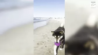 Artist Dog Paints His Favourite Beach