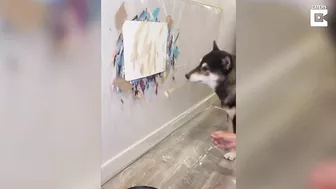 Artist Dog Paints His Favourite Beach