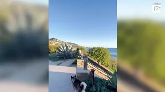 Artist Dog Paints His Favourite Beach