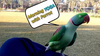 Beautiful Parrot Dancing in the Morning | YOGA Master | PBI Official