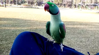 Beautiful Parrot Dancing in the Morning | YOGA Master | PBI Official