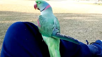 Beautiful Parrot Dancing in the Morning | YOGA Master | PBI Official