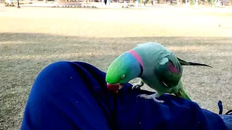 Beautiful Parrot Dancing in the Morning | YOGA Master | PBI Official