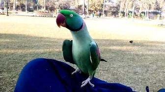 Beautiful Parrot Dancing in the Morning | YOGA Master | PBI Official