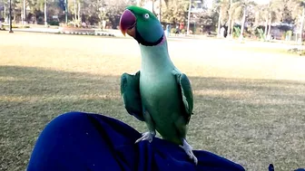 Beautiful Parrot Dancing in the Morning | YOGA Master | PBI Official