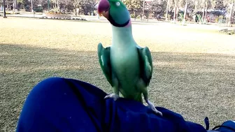 Beautiful Parrot Dancing in the Morning | YOGA Master | PBI Official