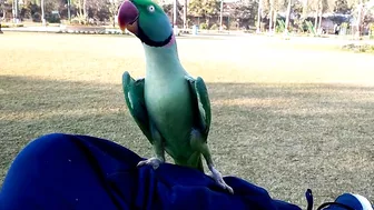 Beautiful Parrot Dancing in the Morning | YOGA Master | PBI Official