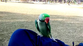 Beautiful Parrot Dancing in the Morning | YOGA Master | PBI Official