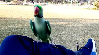 Beautiful Parrot Dancing in the Morning | YOGA Master | PBI Official