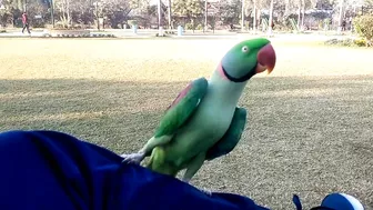 Beautiful Parrot Dancing in the Morning | YOGA Master | PBI Official