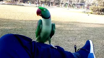 Beautiful Parrot Dancing in the Morning | YOGA Master | PBI Official