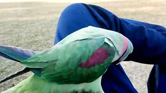 Beautiful Parrot Dancing in the Morning | YOGA Master | PBI Official