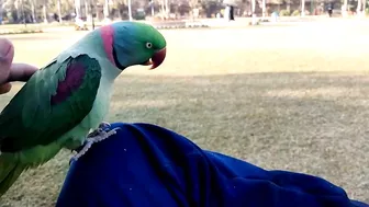 Beautiful Parrot Dancing in the Morning | YOGA Master | PBI Official