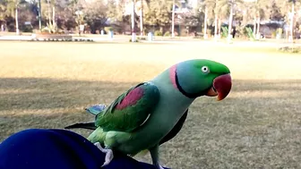 Beautiful Parrot Dancing in the Morning | YOGA Master | PBI Official