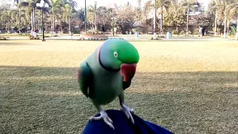 Beautiful Parrot Dancing in the Morning | YOGA Master | PBI Official