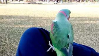 Beautiful Parrot Dancing in the Morning | YOGA Master | PBI Official