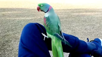 Beautiful Parrot Dancing in the Morning | YOGA Master | PBI Official