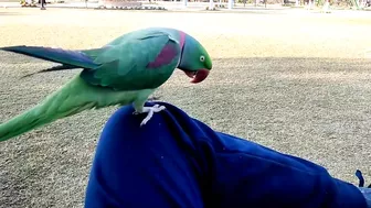 Beautiful Parrot Dancing in the Morning | YOGA Master | PBI Official