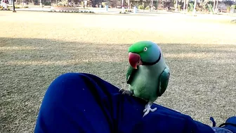 Beautiful Parrot Dancing in the Morning | YOGA Master | PBI Official