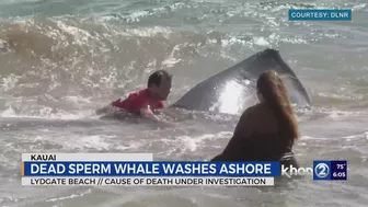 Beached whale: Lydgate Beach closed, shark warning