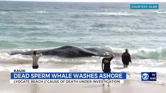 Beached whale: Lydgate Beach closed, shark warning