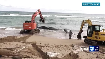 Beached whale: Lydgate Beach closed, shark warning