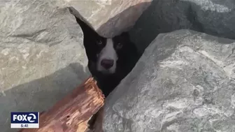 Jogger spots dog trapped under rocks at SF's Ocean Beach